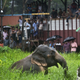 Onlookers stand on vehicles and watch the wild male elephant pull itself out of a muddy pit on the outskirts of Guwahati.